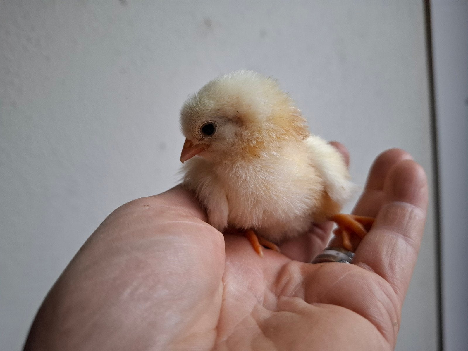 Wyandotte kriel kuikens, Dieren en Toebehoren, Pluimvee, Kip