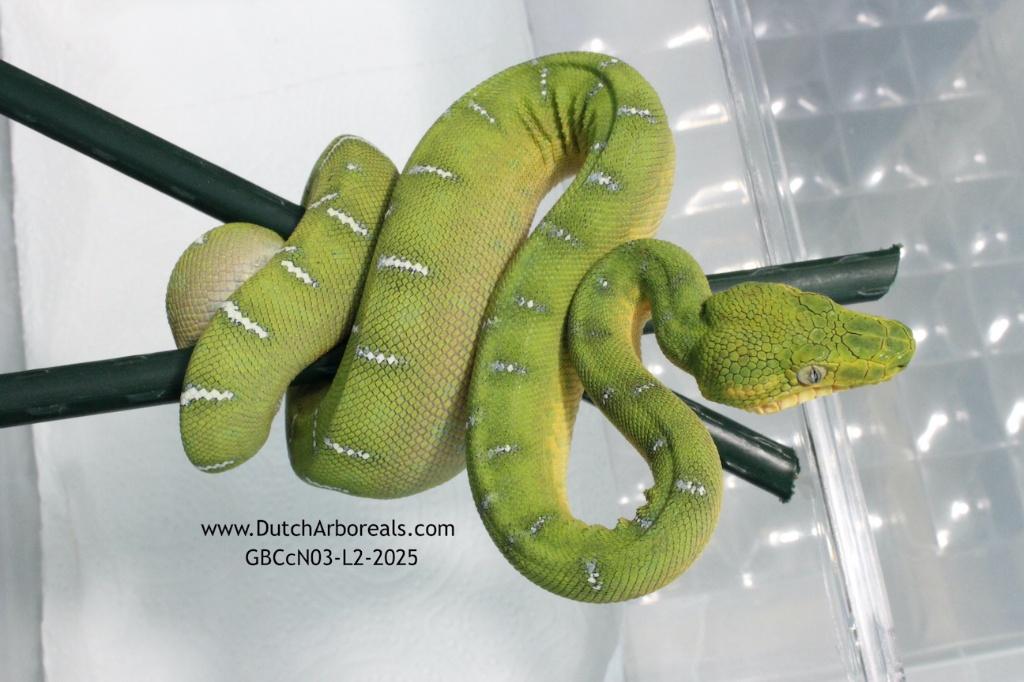 Corallus caninus Green Tree Python - male for sale from Glenn B