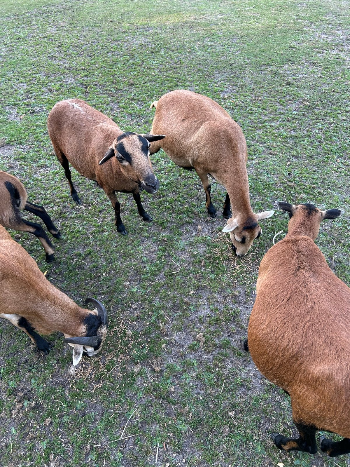 Te koop aangeboden: Kameroenschaap / kameroenschapen, Dieren en Toebehoren, Schapen, Geiten en Varkens, Meerdere dieren, Schaap