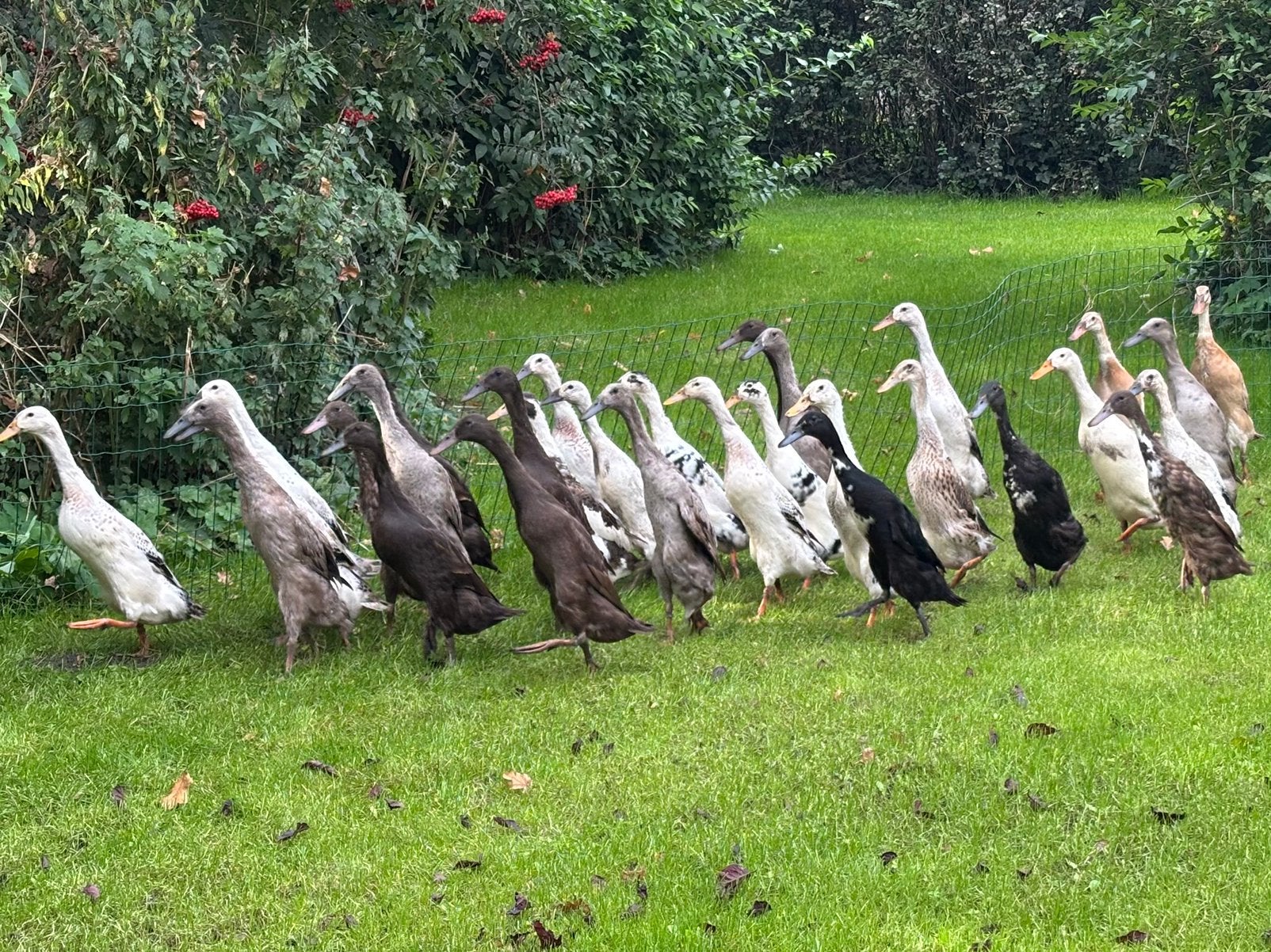 Echte, niet vliegende vrouwelijke indische loopeenden, Vrouwelijk, Eend