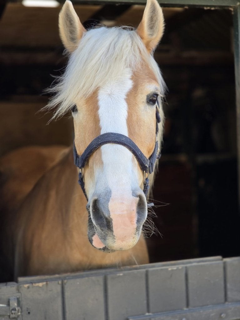 Bijrijder gezocht voor mijn haflinger, Ophalen of Verzenden, Overige typen