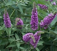 Vlinderstruiken (Buddleja davidii), Ophalen, Vlinderstruik, Struik, Minder dan 100 cm