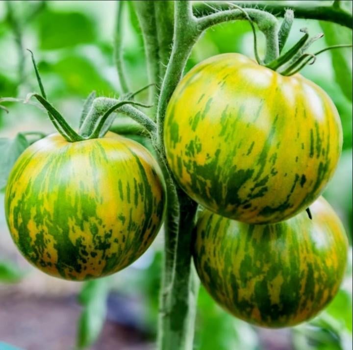 Zaden Zebra Tomaat groen - Solanum lycopersicum 'Green Zebra, Verzenden, Volle zon