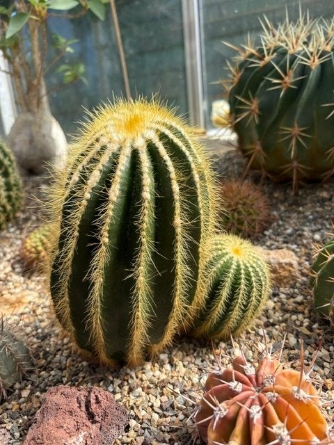Notocactus Magnificus, cactus, duo van 2 vertakkingen, Ophalen, Cactus, Volle zon, Minder dan 100 cm