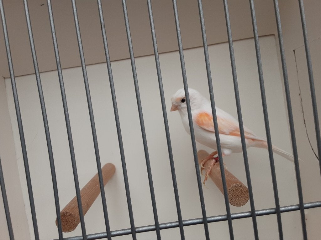 Roodmozaik kanaries, Meerdere dieren, Kleurkanarie