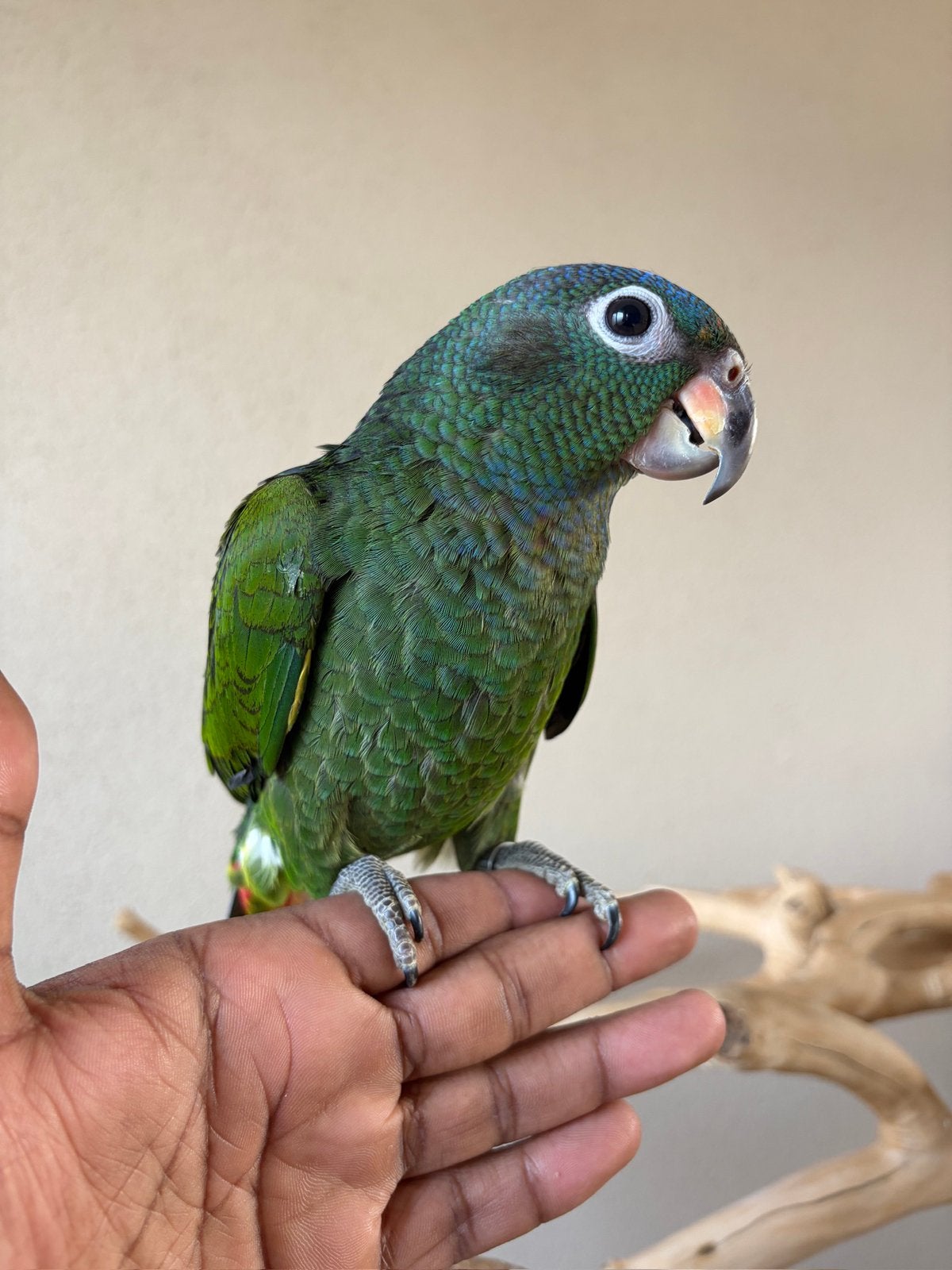 Supertamme baby Pionus Menstruus (Blauwkoppapegaai), Dieren en Toebehoren, Vogels | Parkieten en Papegaaien, Geslacht onbekend