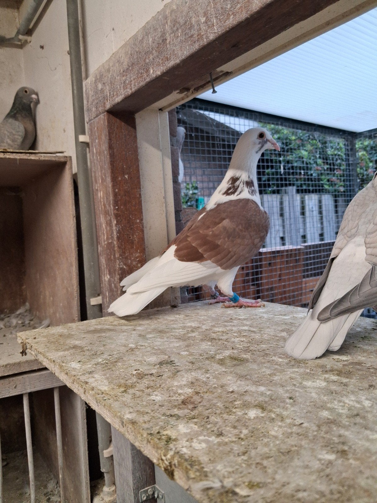 jonge doffer te koop, Dieren en Toebehoren