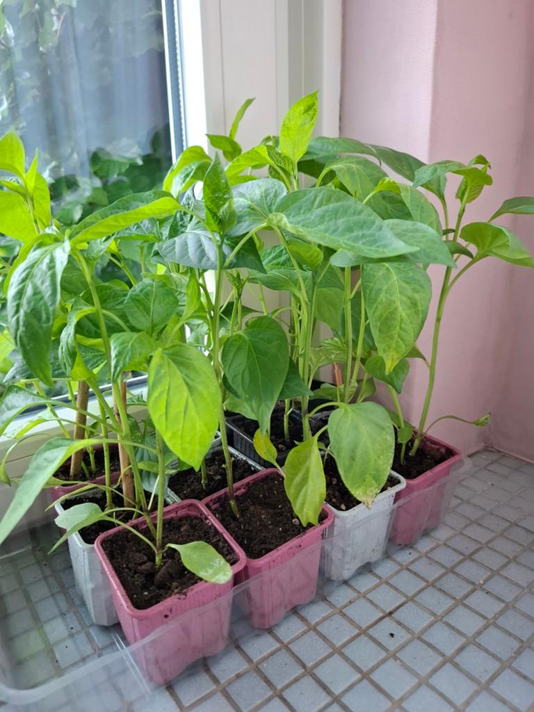 Puntpaprika planten, Tuin en Terras, Ophalen of Verzenden, Eenjarig, Overige soorten, Volle zon