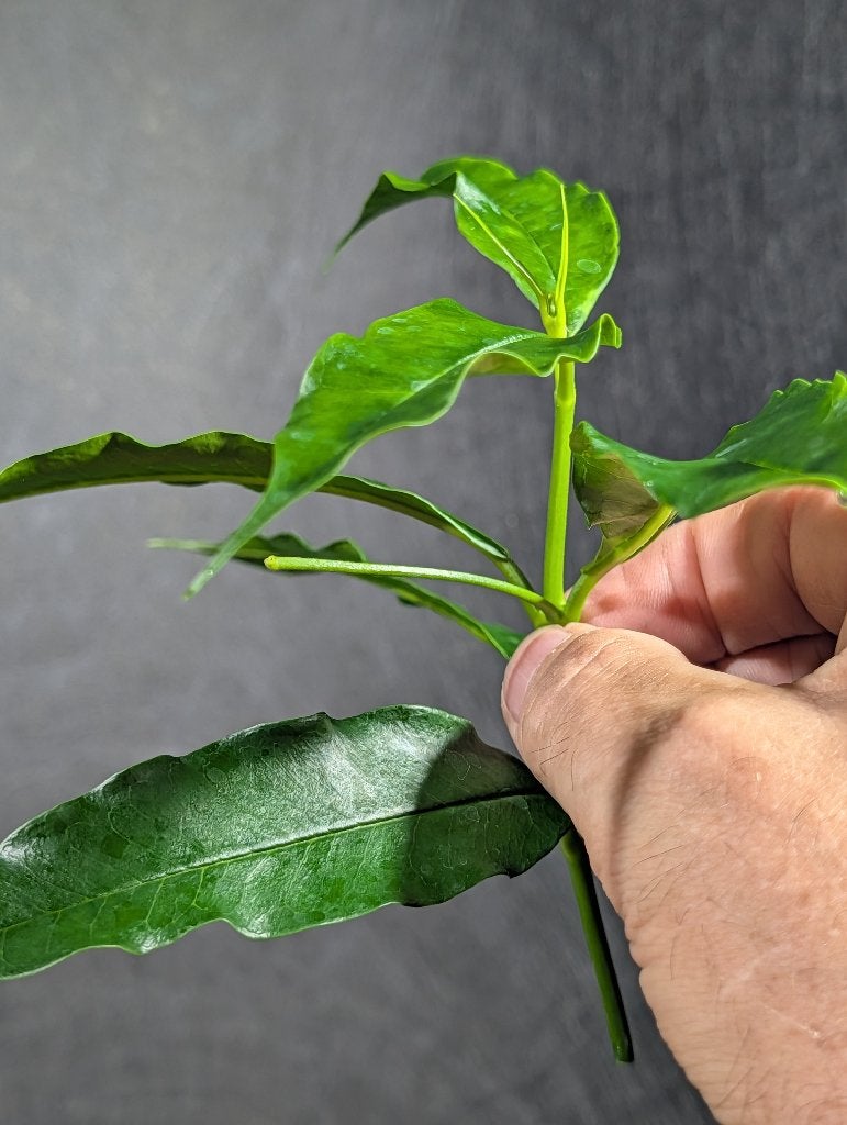 Hoya irisae, Overige soorten, Minder dan 100 cm, Bloeiende kamerplant, Halfschaduw
