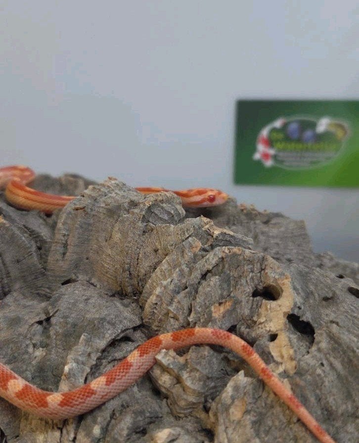 Rattenslang Rat Snake photo 2