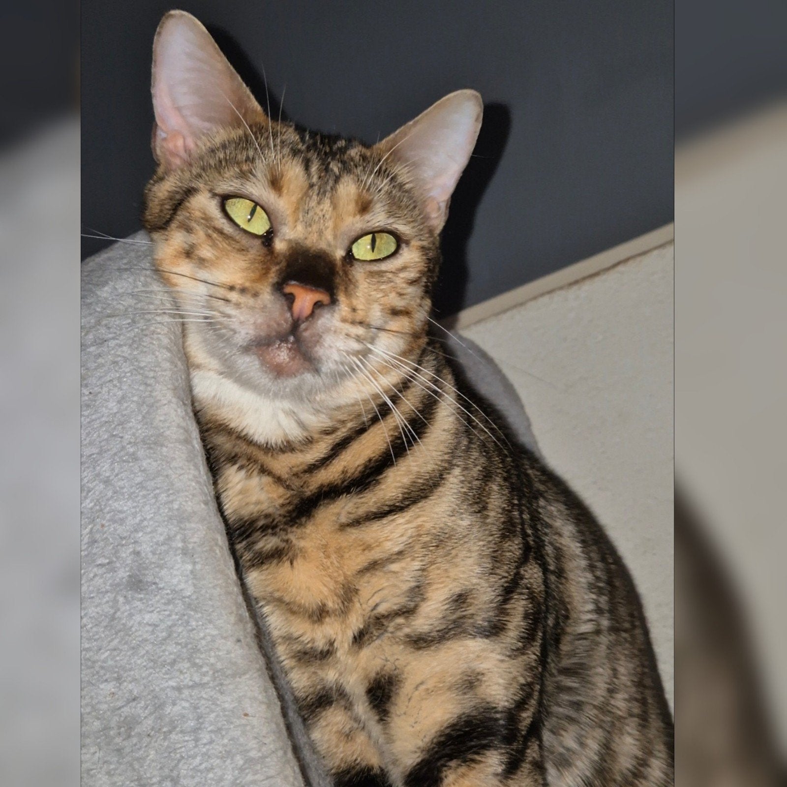 1 stamboom toyger dame zoekt een liefdevol huisje., Poes, Met stamboom, 0 tot 2 jaar