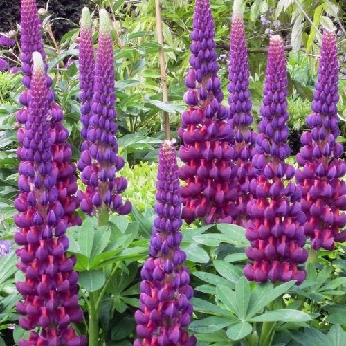 Lupine Lupinus zaad zaden paars - fuchsia, Ophalen of Verzenden, Gehele jaar, Halfschaduw, Zaad