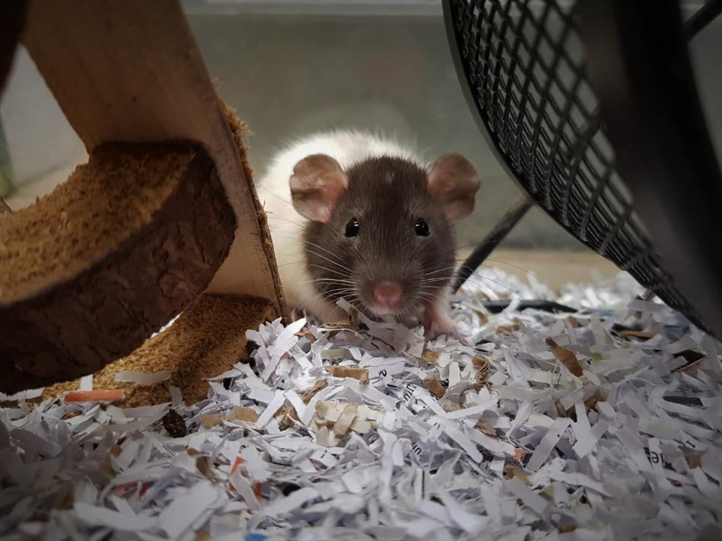 Tamme ratjes | Husky ratjes | Al uw benodigdheden, Dieren en Toebehoren, Rat, Februari, Meerdere dieren, Tam