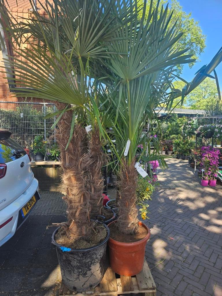 Winterharde palmbomen - Trachycarpus fortunei 5 maten, Tuin en Terras, Planten | Bomen, Volle zon, Ophalen of Verzenden, 100 tot 250 cm
