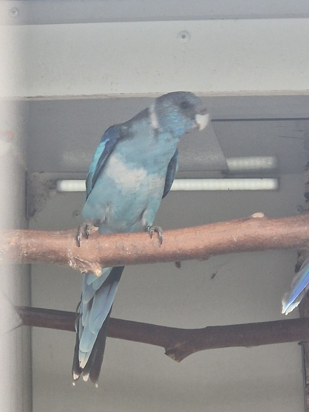 Blauwe Barnard, Dieren en Toebehoren, Vogels | Parkieten en Papegaaien, Vrouwelijk, Parkiet, Geringd