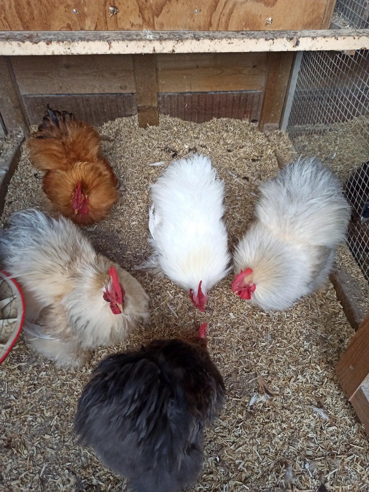 Cochin  kriel zijdeveer broed eitjes, Dieren en Toebehoren, Geslacht onbekend, Kip