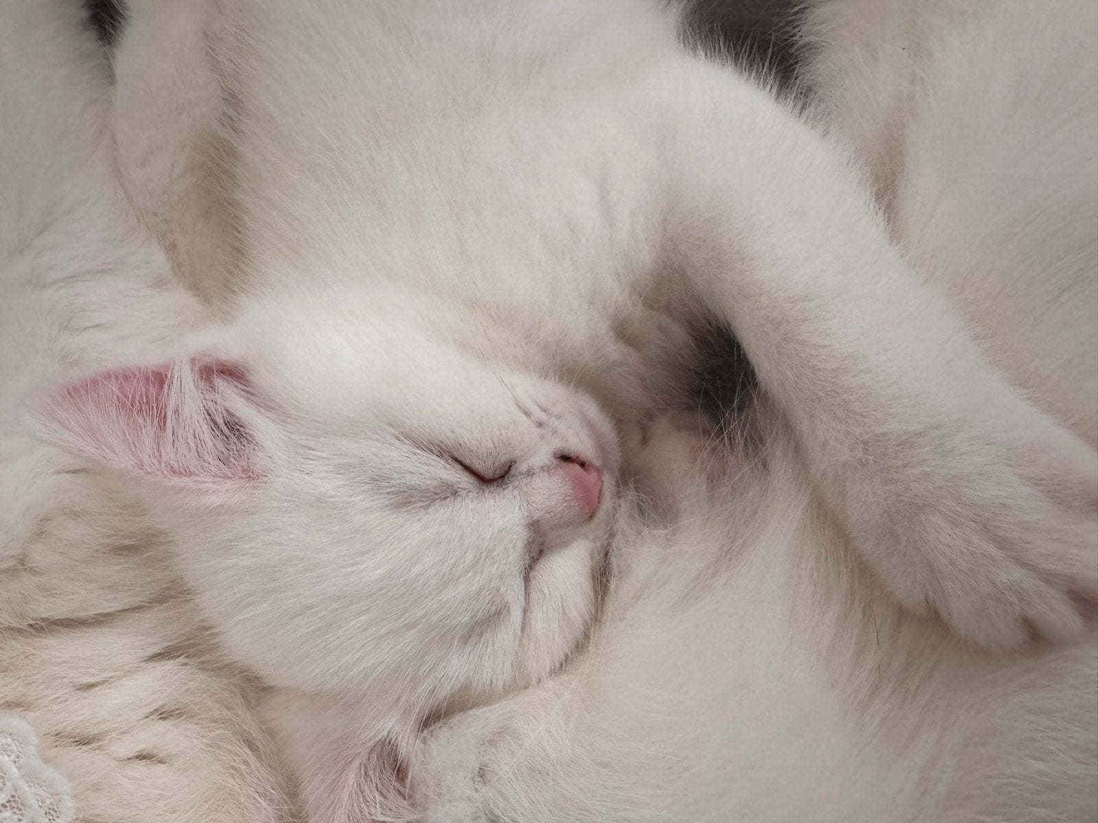 Britse korthaar poesje, Poes