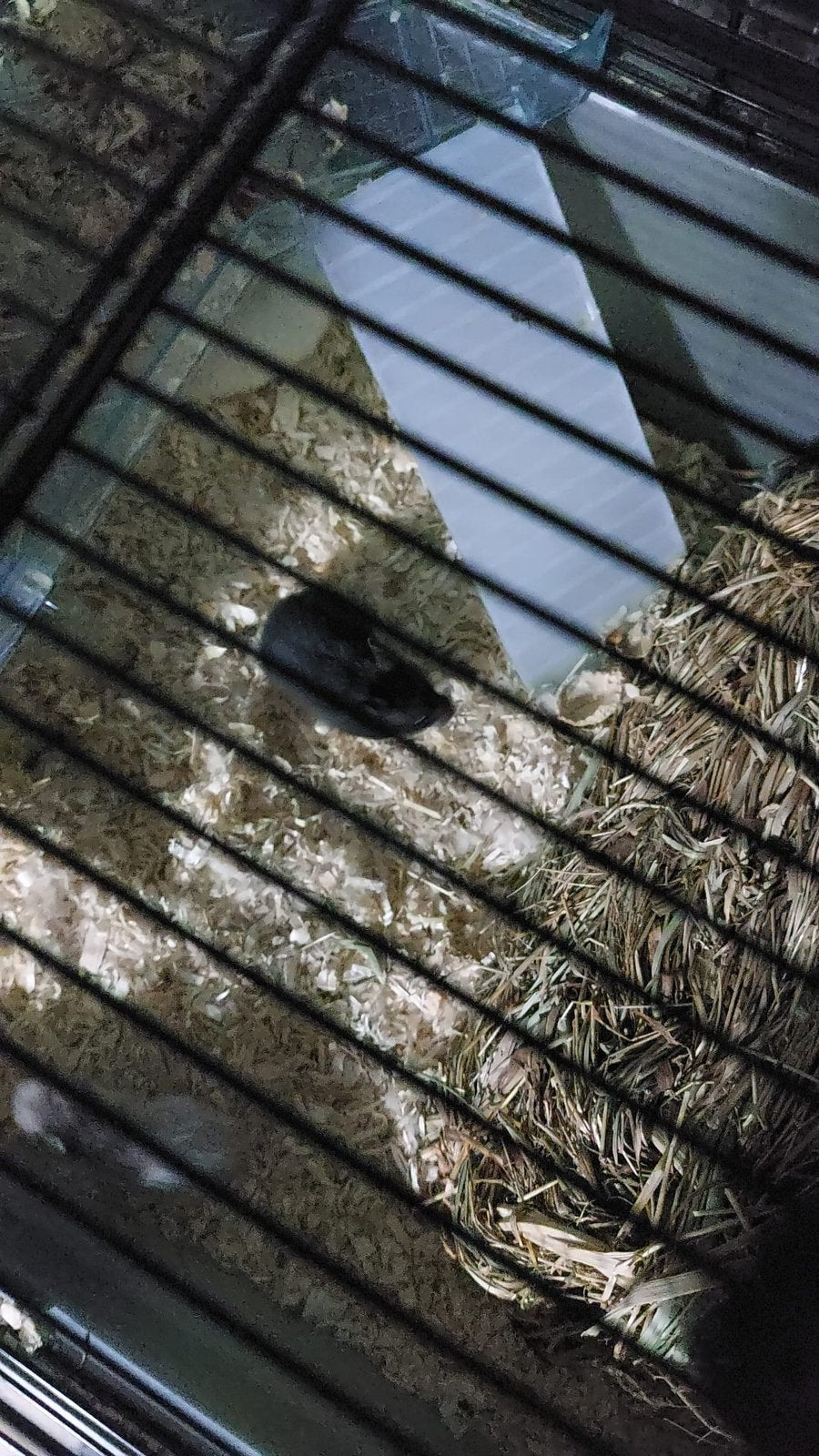 hamsters, Dieren en Toebehoren, Knaagdieren, Meerdere dieren, Hamster, Mei