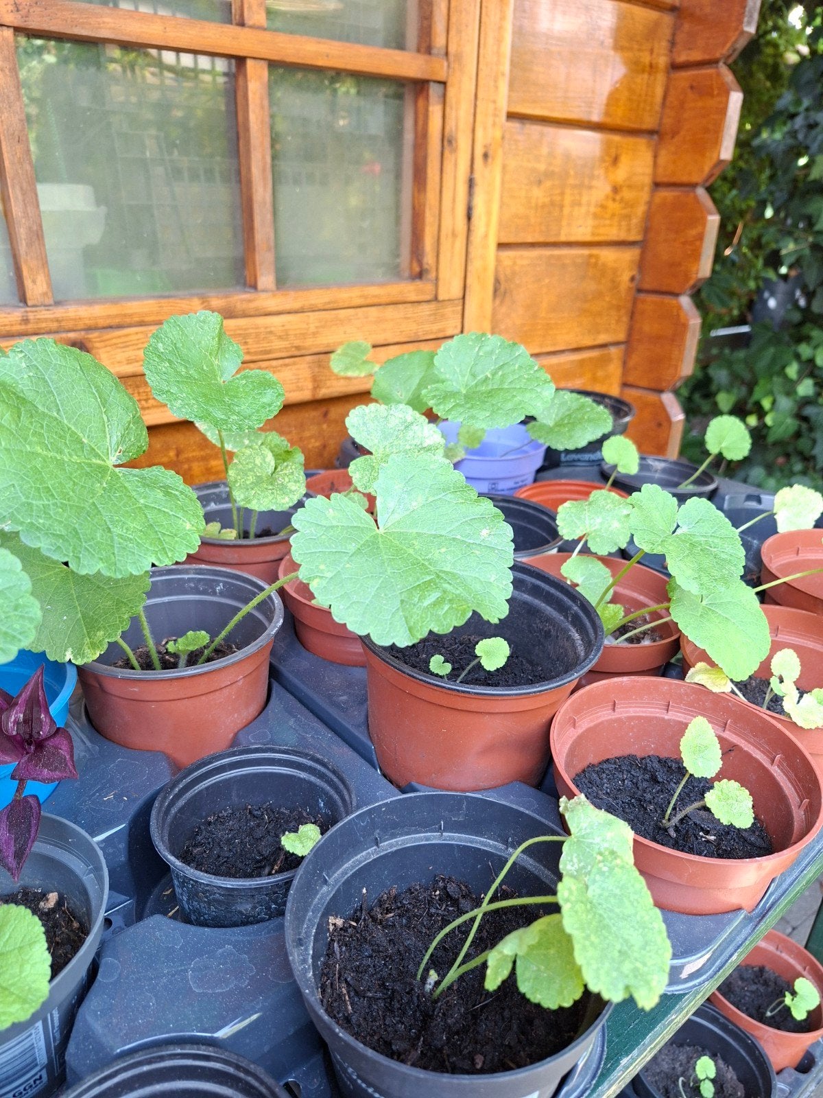 Stokroos planten, Tuin en Terras, Planten | Tuinplanten, Ophalen, Overige soorten, Volle zon