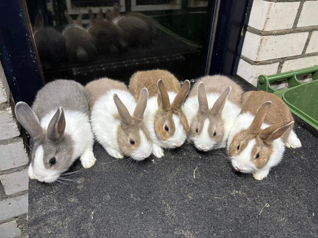 Raszuivere konijnen te koop, Dieren en Toebehoren, Konijnen, Meerdere dieren, Klein, 0 tot 2 jaar