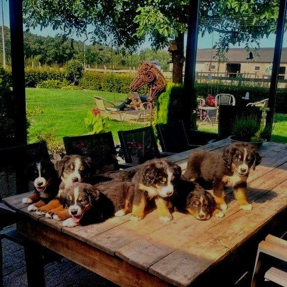 Prachtige stevige Berner Sennen pups zuiver ras, Parvo, Overige rassen, 8 tot 15 weken, Meerdere