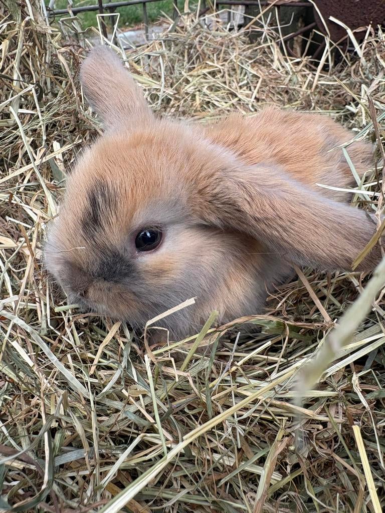 NHD nederlandse hangoor dwergkonijn., Meerdere dieren, Dwerg