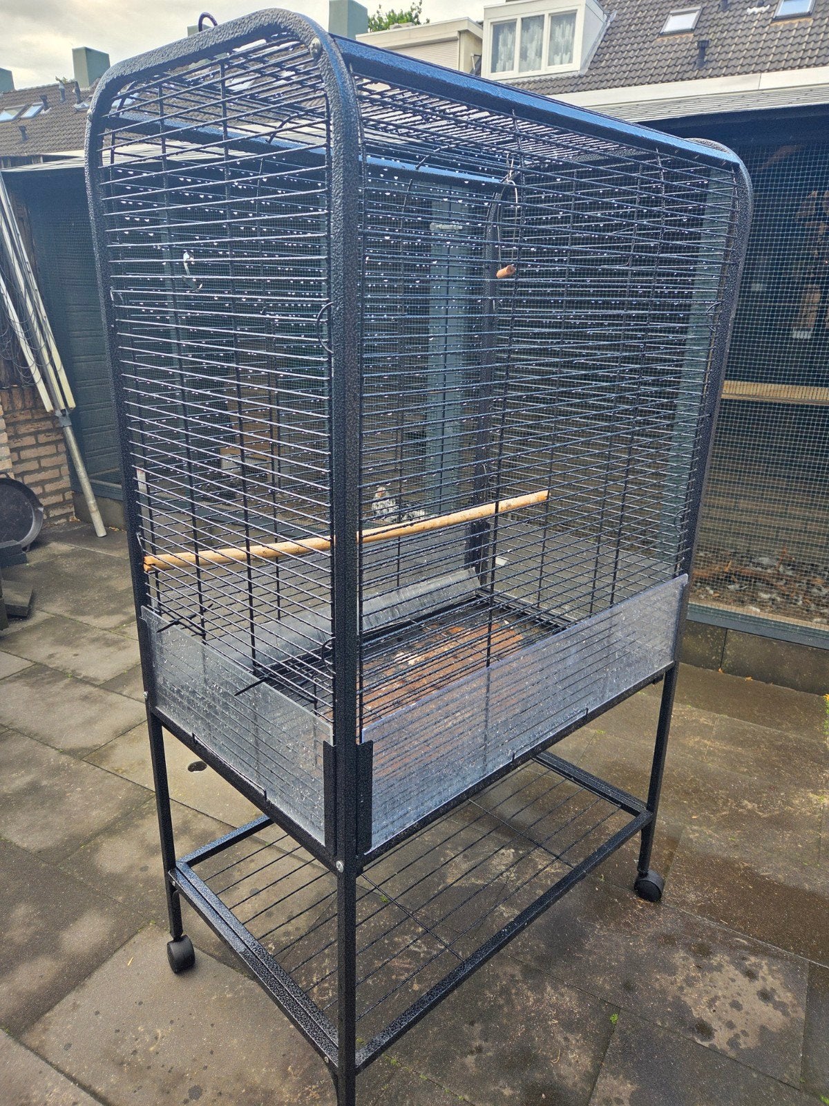 Papegaaienkooi, Dieren en Toebehoren, Mannelijk, Papegaai