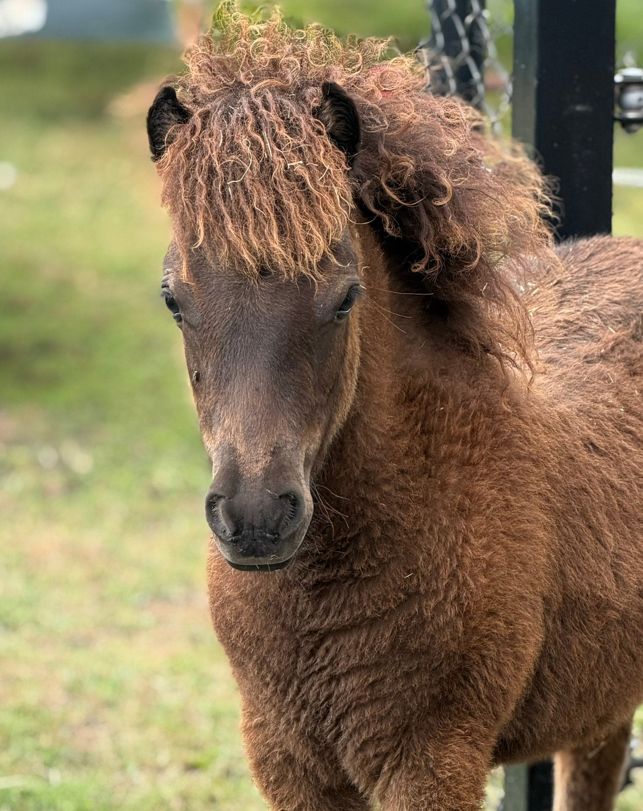 Shetlanderveulen merrie zwart, Dieren en Toebehoren, Paarden, Merrie, Niet van toepassing, Minder dan 160 cm, 0 tot 2 jaar