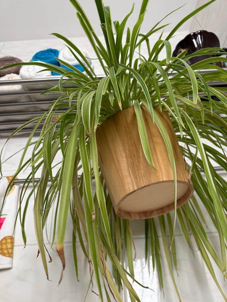 Kamerplant met mooie hangpot, Overige soorten, In pot, Minder dan 100 cm, Groene kamerplant