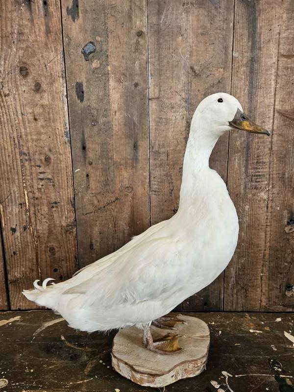 opgezette witte eend ``WOONWINKEL RUSTIEK``, Ophalen of Verzenden, Zo goed als nieuw, Vogel, Opgezet dier