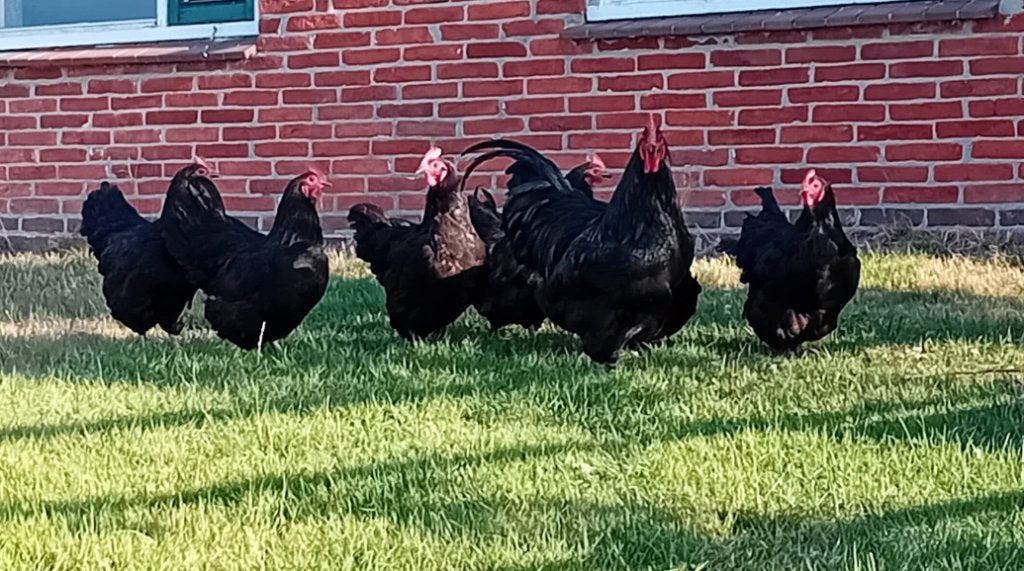 australorp hennen groot, Dieren en Toebehoren, Pluimvee, Meerdere dieren, Kip