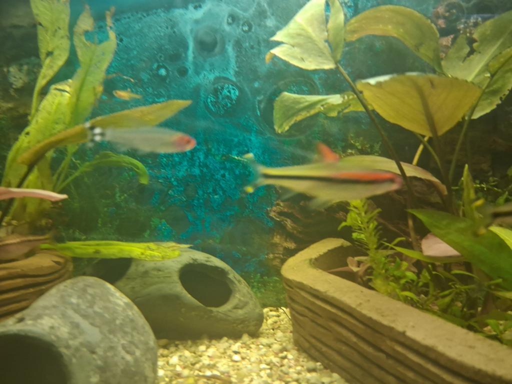 Torpedo vissen 3 stuks, Dieren en Toebehoren, Vissen | Aquariumvissen, Vis