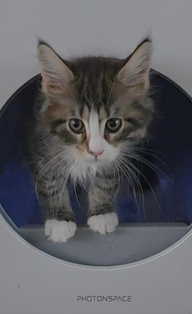 Nog 2 Maine Coon katertjes, stamboom chip, hun ouders getest, Kater, Met stamboom, 0 tot 2 jaar