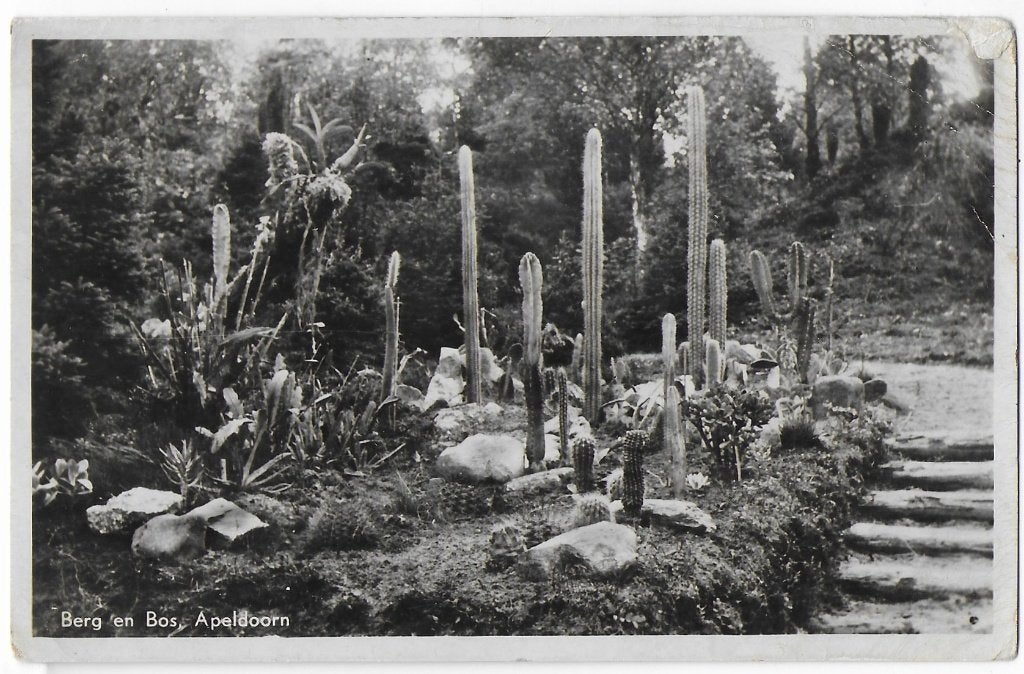 Apeldoorn Berg en Bos bloemen gelopen ansichtkaart (B2252), Ophalen of Verzenden, 1960 tot 1980, Gelopen, Gelderland