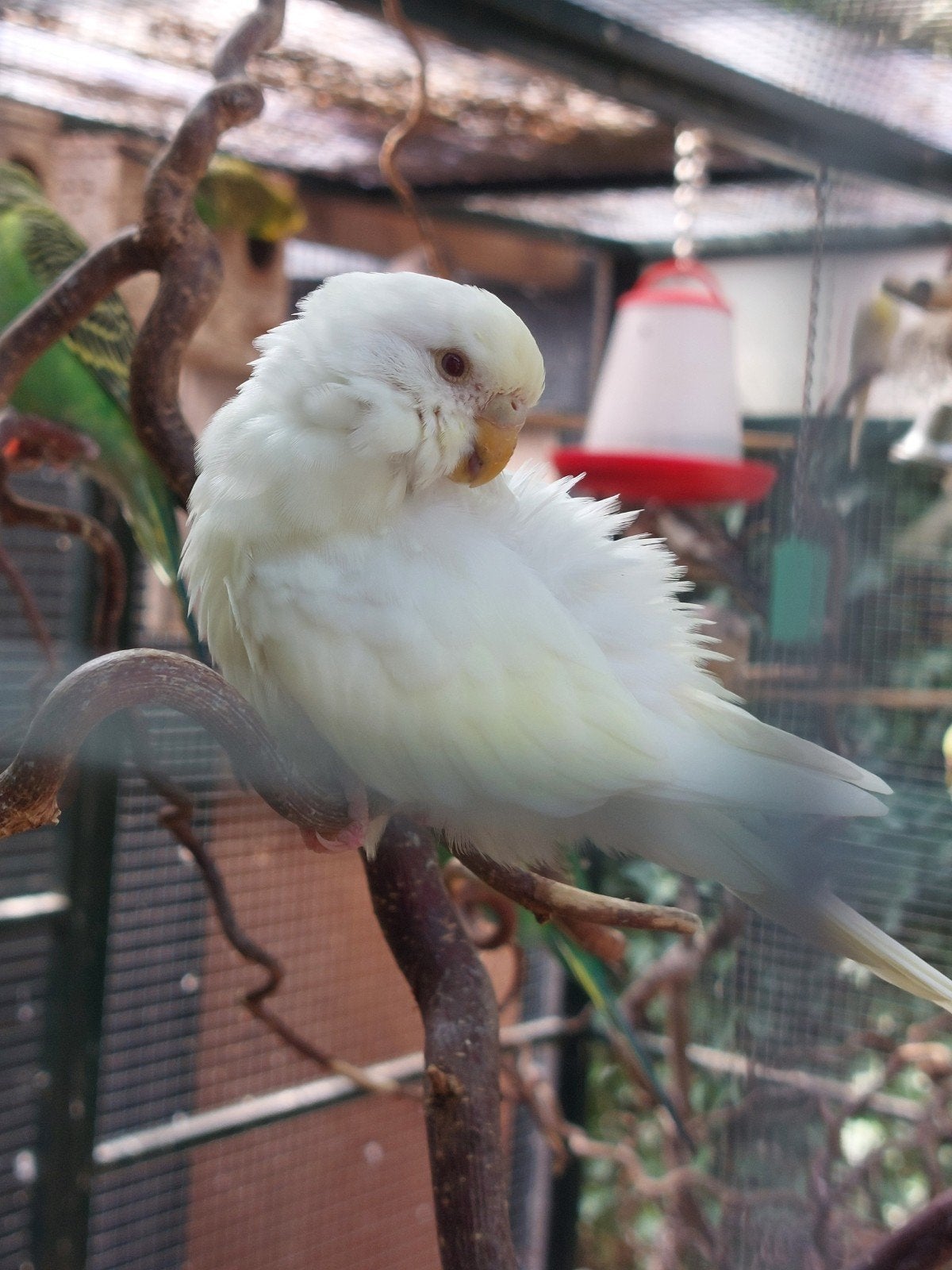 sier vogels parkieten en andere zie foto's, Dieren en Toebehoren