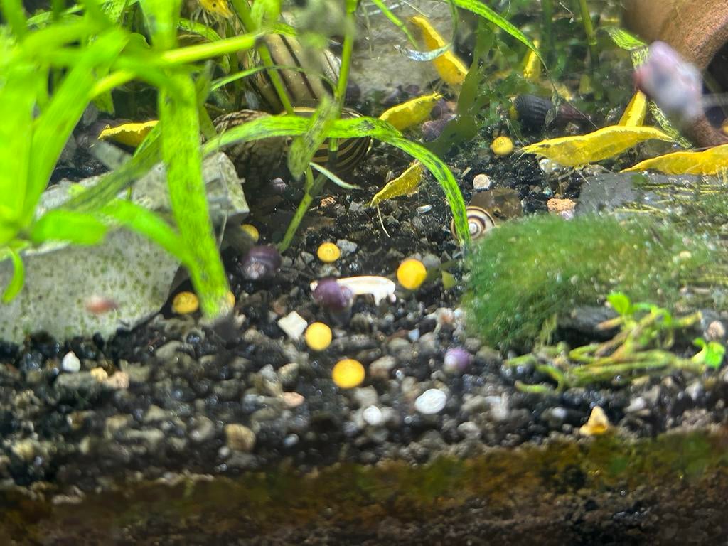 Zuivere paarse appelslakjes, Dieren en Toebehoren, Vissen | Aquariumvissen, Vis