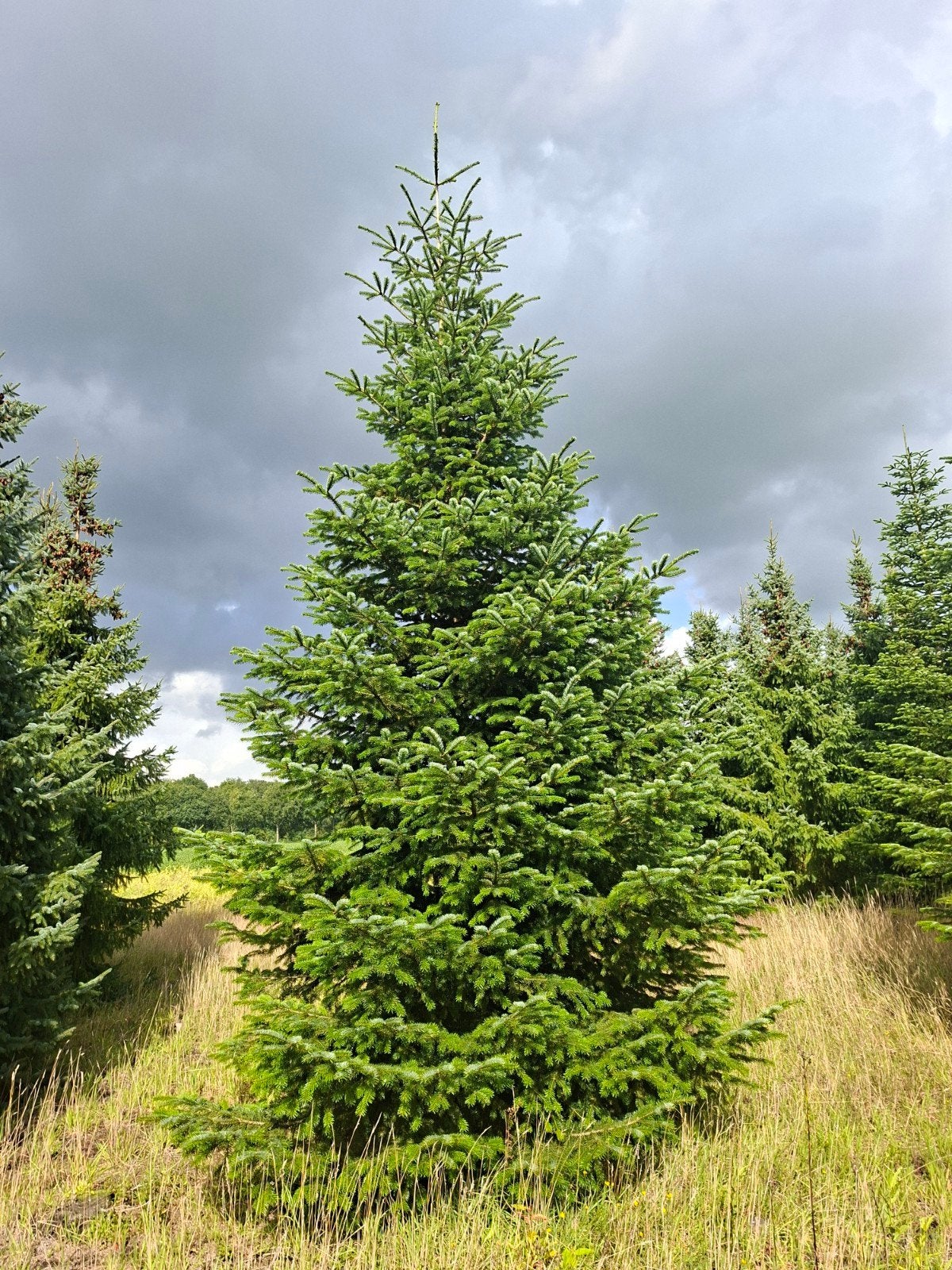 Foto 5 van Nordmann kerstbomen te koop 5 - 8 meter