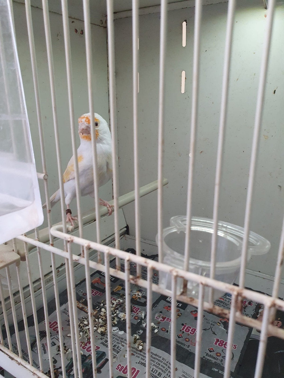 Mayoor putter ( satinet ), Wildzangvogel, Geringd