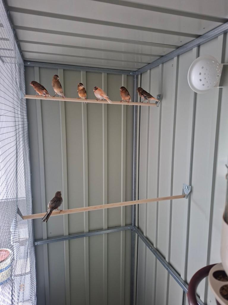 Jonge Harlekijn Kanaries te koop, Dieren en Toebehoren, Geslacht onbekend, Kleurkanarie