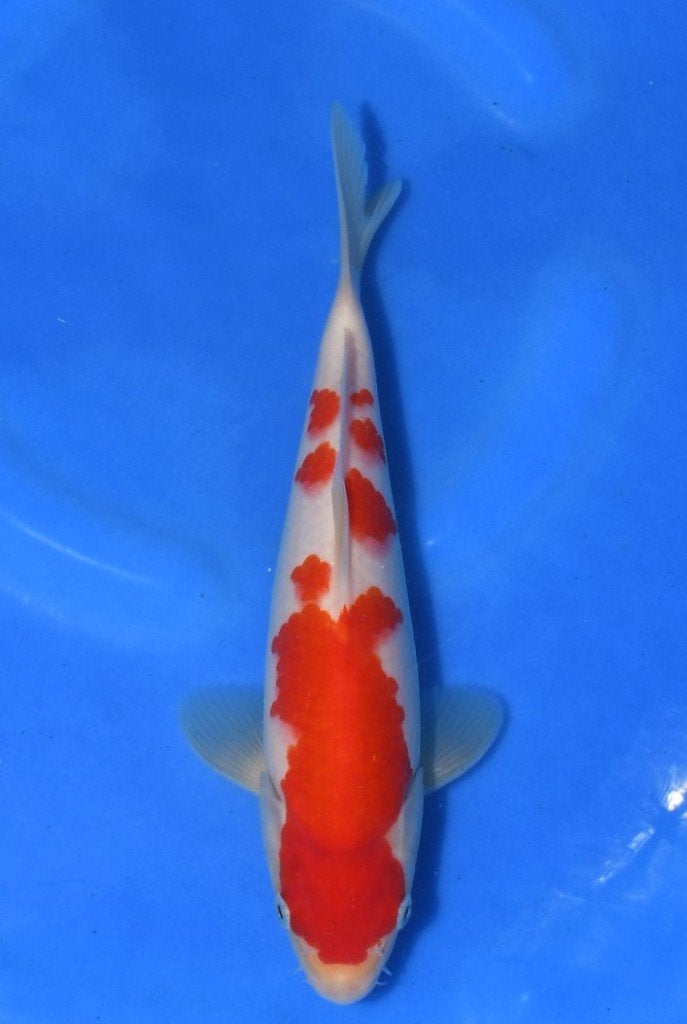 Japanse koi van Taniguchi mudpound cup, Karper of Koi