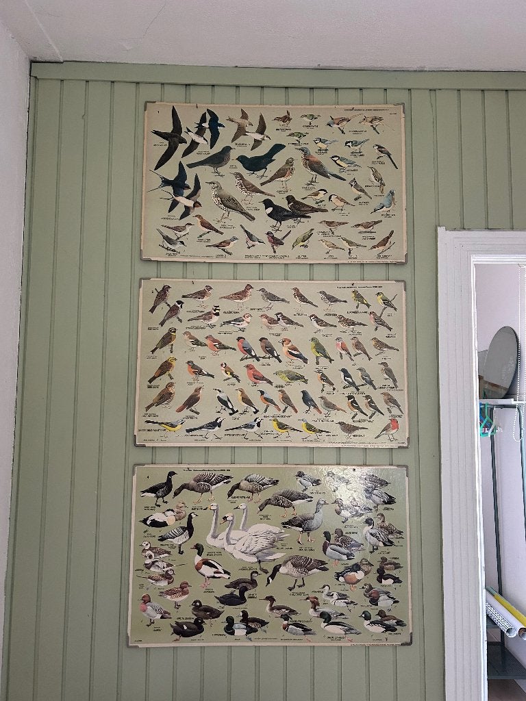 Drie Vintage schoolplaten vogels (1x €20, 3x €50), Antiek en Kunst, Antiek | Schoolplaten, Ophalen, Natuur en Biologie