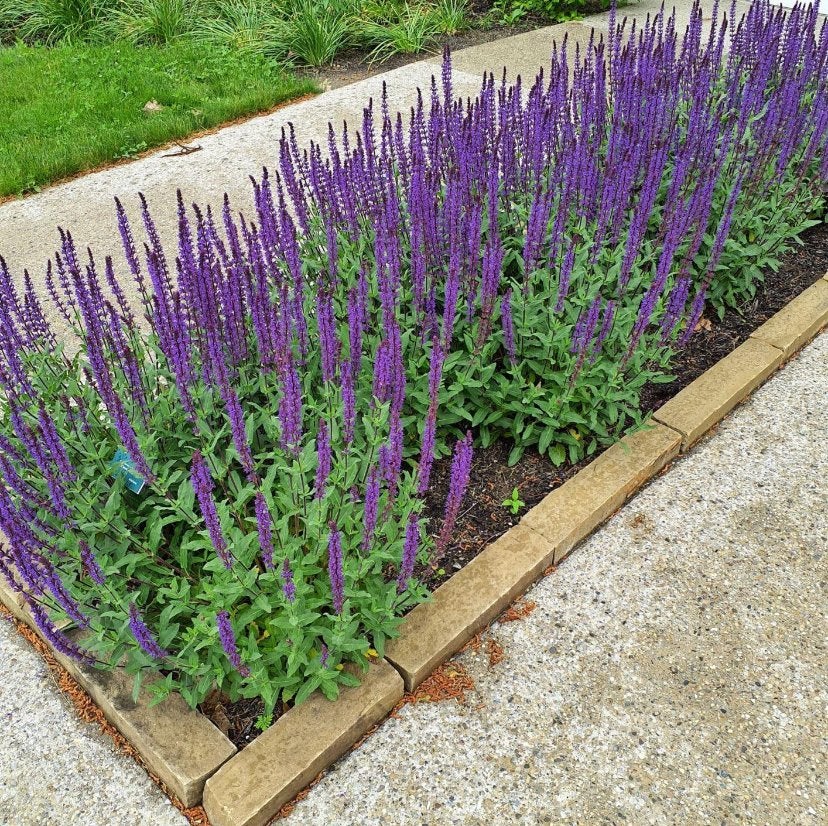 Salvia N. Caradonna - Chemievrij - Staffelprijzen!, Overige soorten, Volle zon, Vaste plant, Ophalen of Verzenden