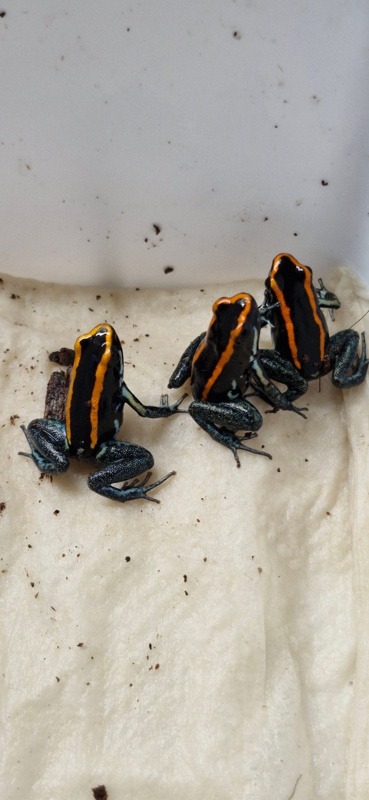 Phyllobates vittatus kweekgroepje. Prachtige dieren. Frog - female for sale from Phyllium insects