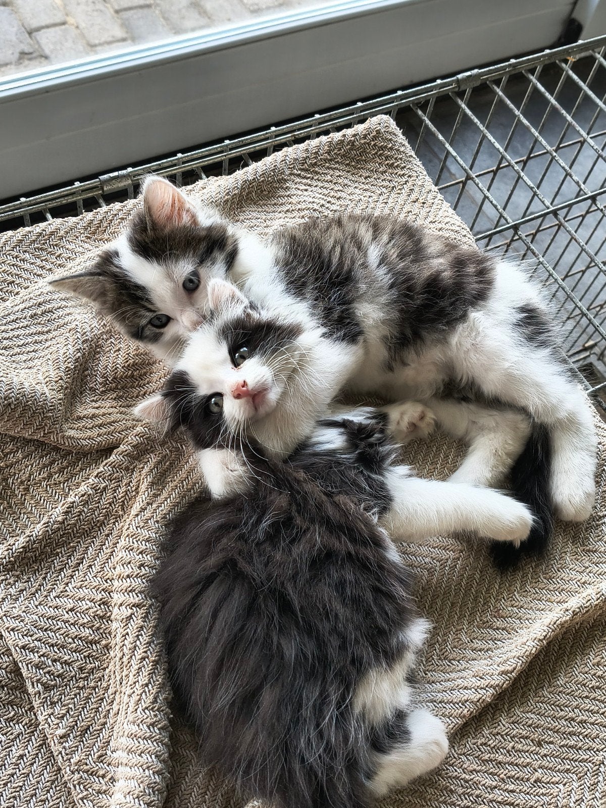 Lieve kittens, Meerdere dieren, 0 tot 2 jaar