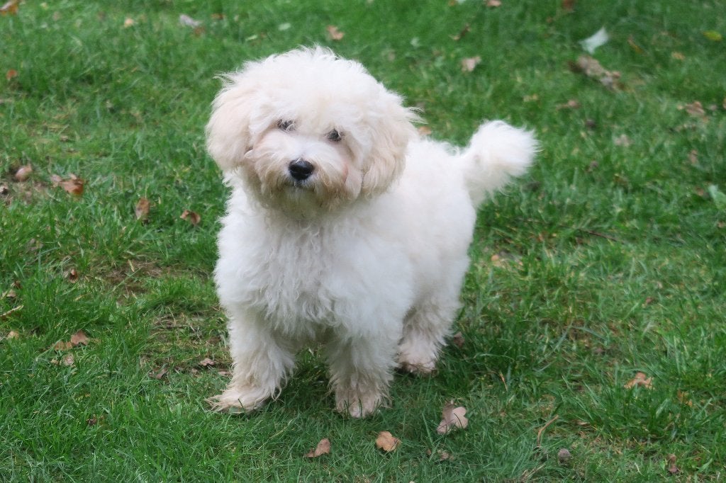 Herplaats adres gezocht voor maltipoo pup reutje, Maltezer, Nederland, Reu, CDV (hondenziekte)