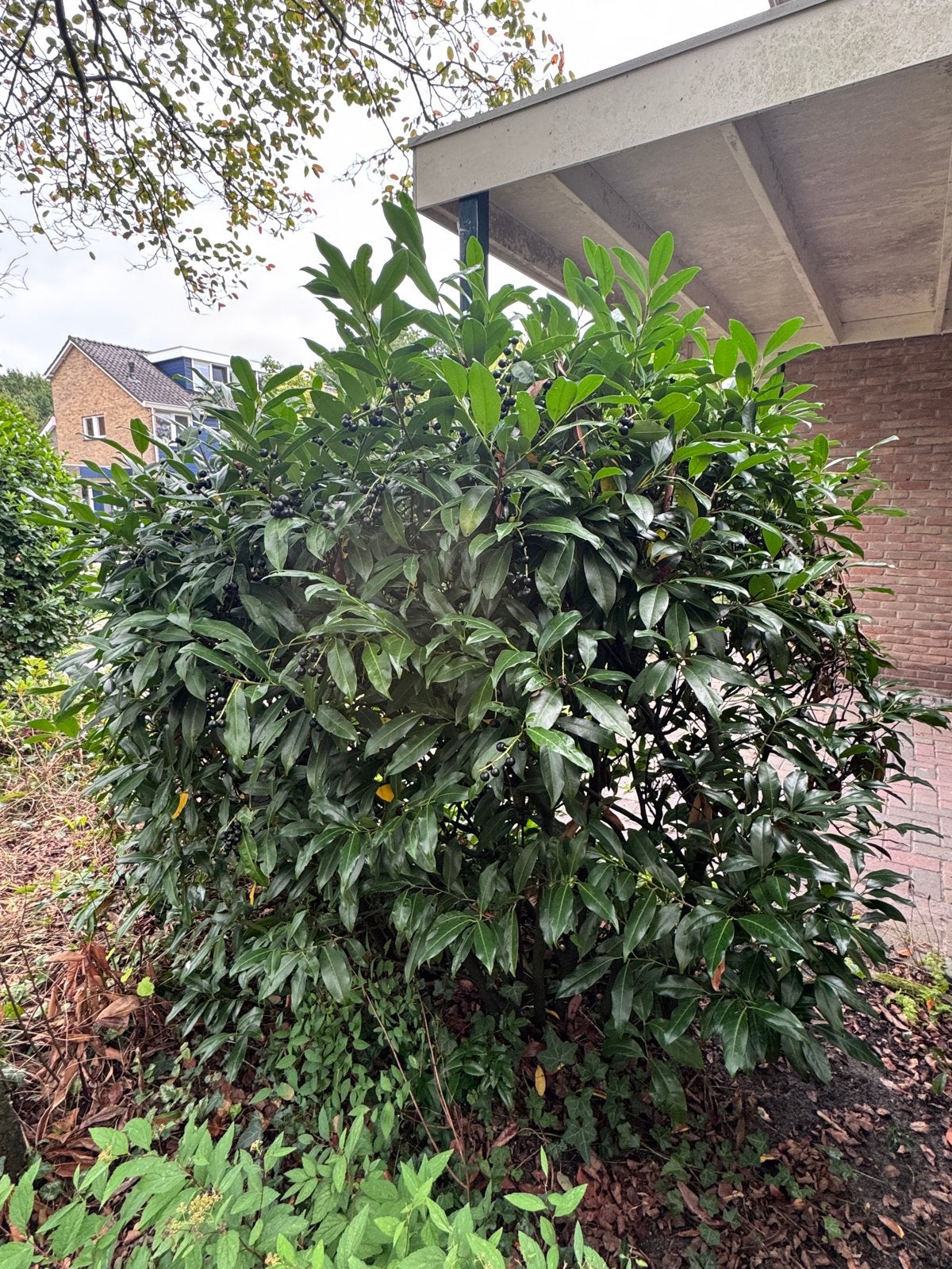 Glanzende Laurierkers (Prunus laurocerasus) gratis, Tuin en Terras, Vaste plant, Halfschaduw, Lente, Ophalen