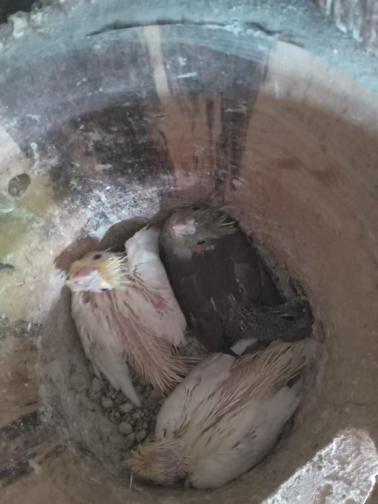 Jonge valkparkieten te koop. 1 lutino geres  1 wildkleur pop, Meerdere dieren, Parkiet, Geringd