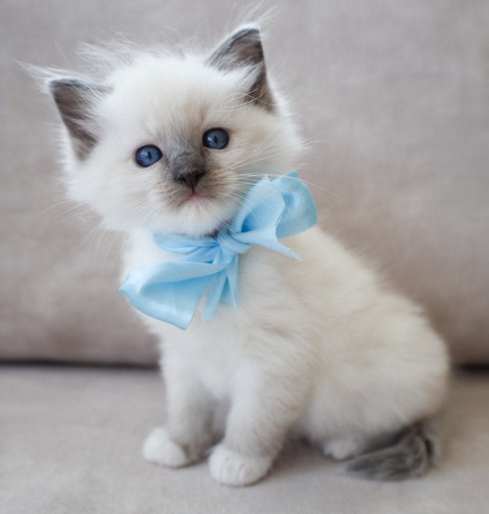 Unieke Raszuivere Ragdoll kittens, Meerdere dieren, Ontwormd