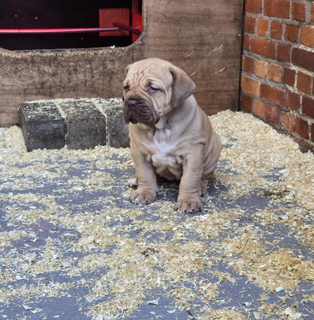 ysterberg mastiff Boerboel pups, Dieren en Toebehoren, België, Particulier, Overige rassen, 8 tot 15 weken