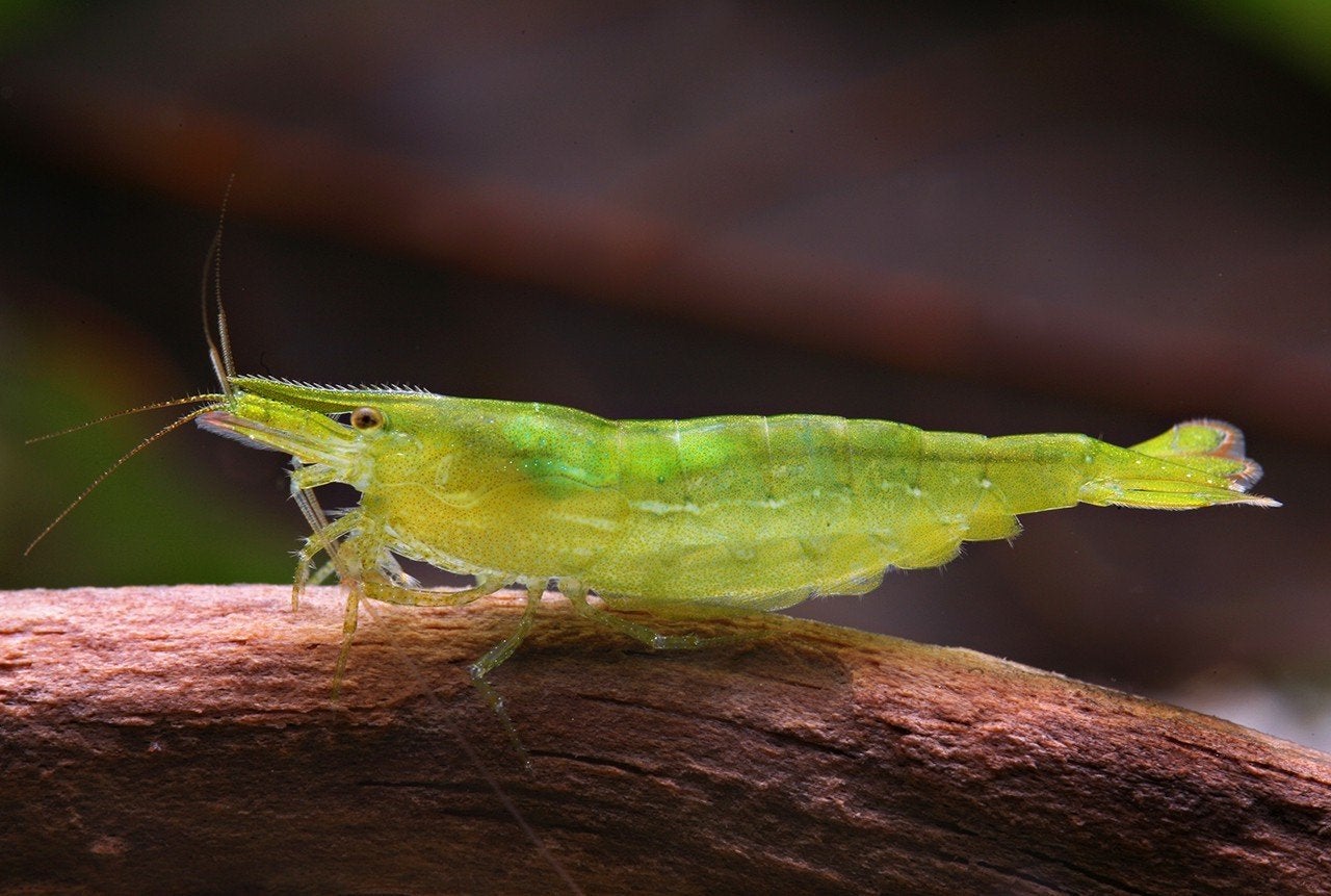 gezocht: groene babaulti garnalen, Dieren en Toebehoren, Kreeft, Krab of Garnaal
